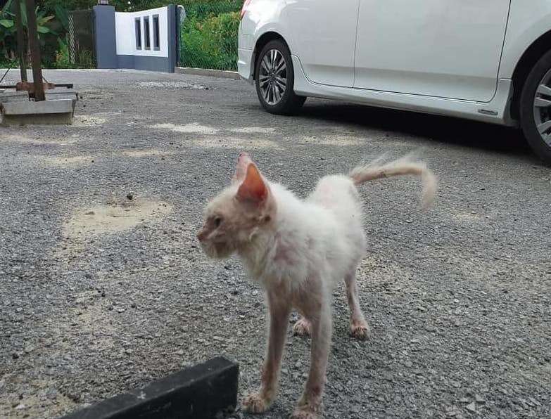 Sick stray kitten makes amazing transformation