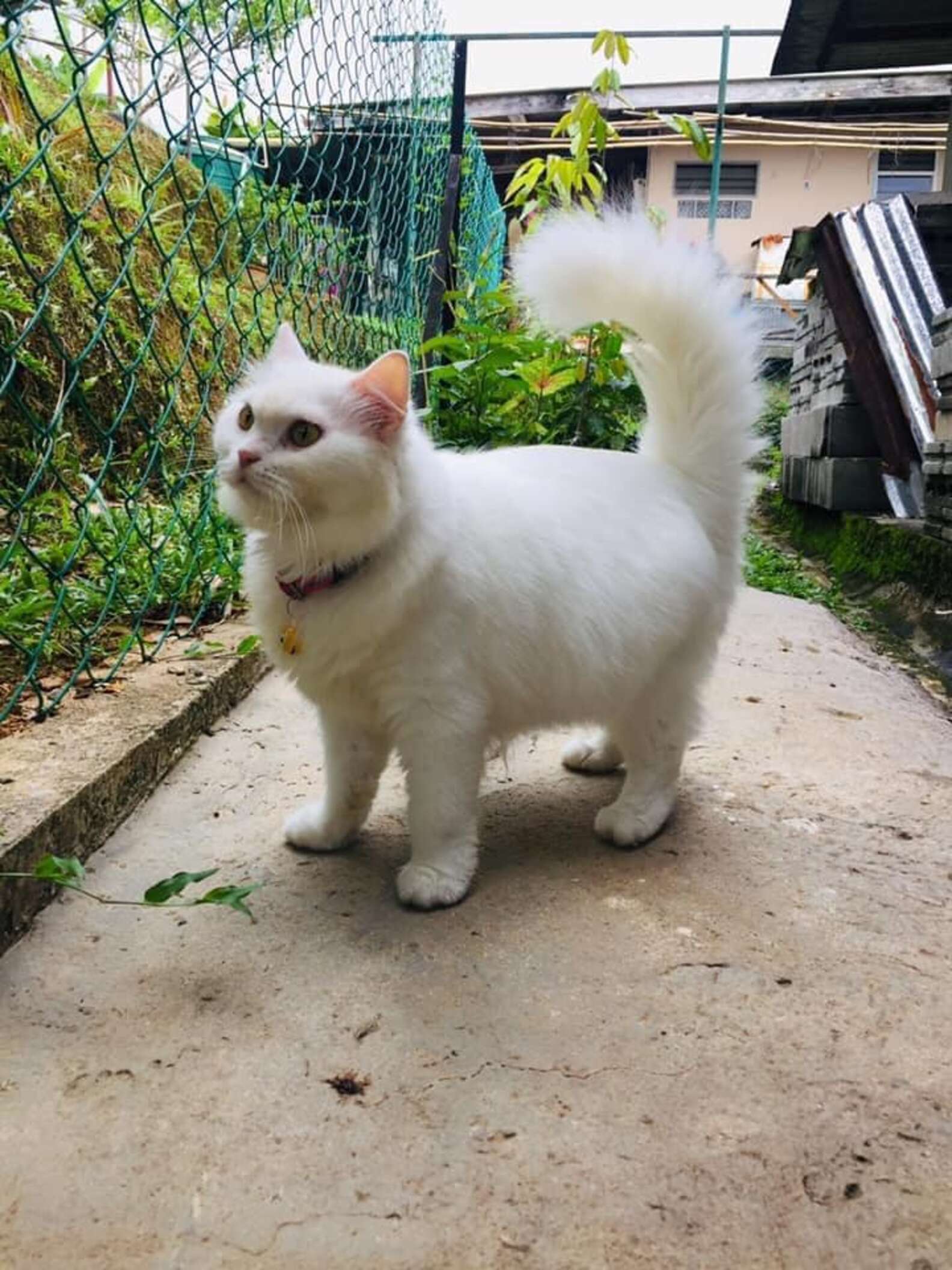 Rescuer Helps Sick Stray Kitten Transform Into Gorgeous Fluffy Cat