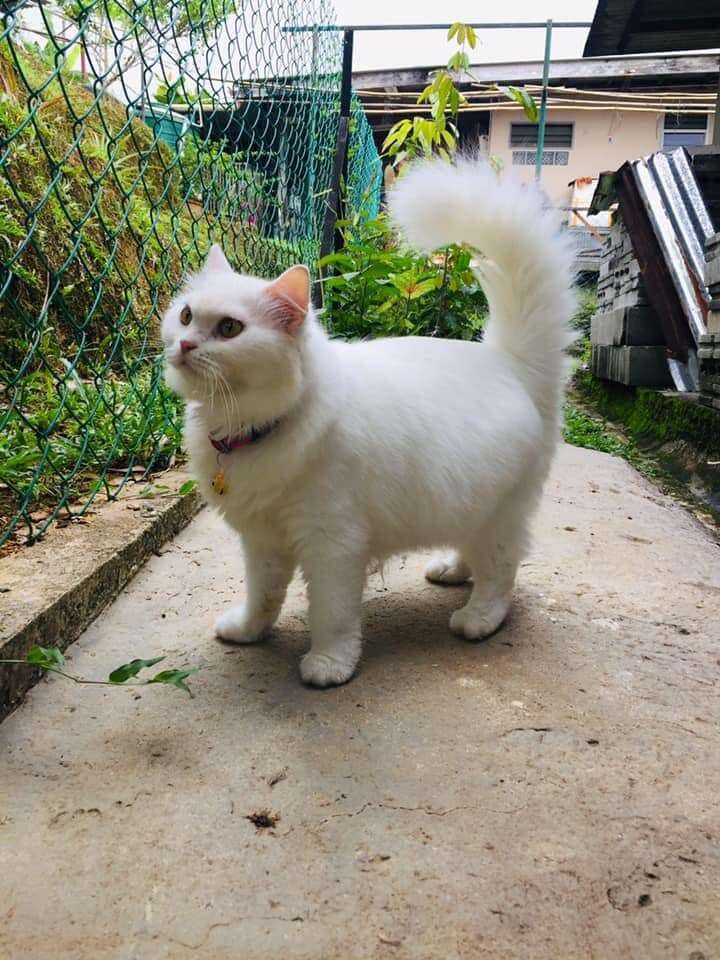 Skinny cat transforms into fluffy girl