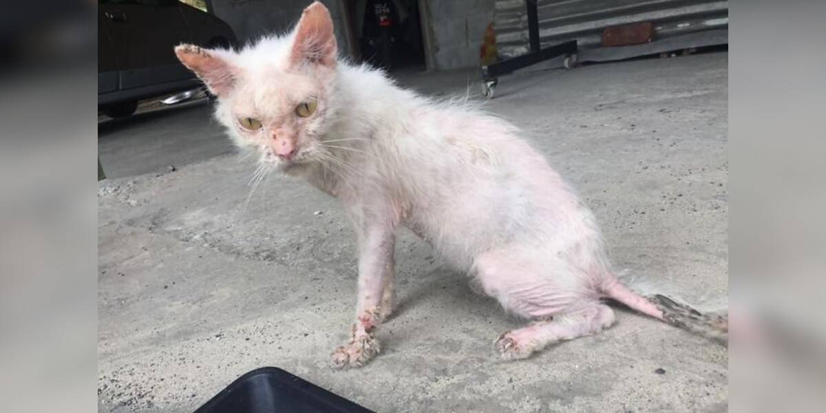 Sick cheap stray cat