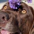 Chocolate Lab Spent 130 Days At The Shelter
