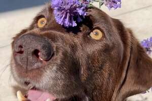 Chocolate Lab Spent 130 Days At The Shelter