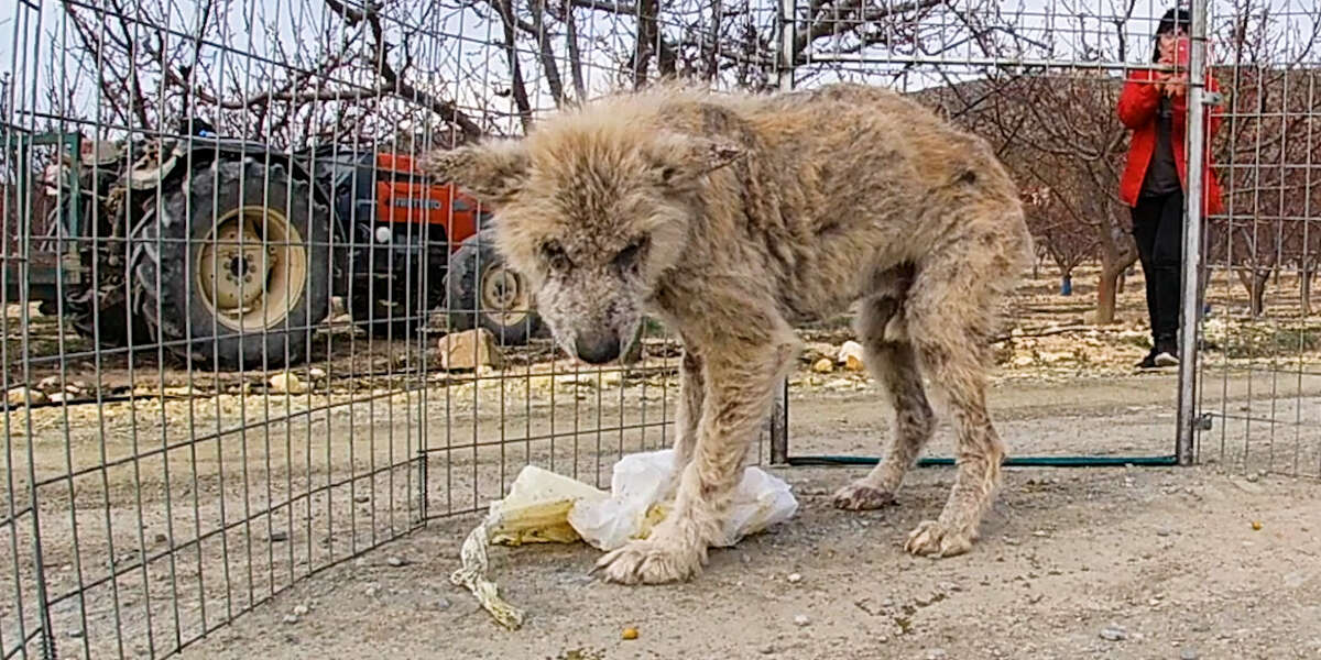 Stray Dog Rescued From The Trash Turns Into The Fluffiest Boy - Videos ...