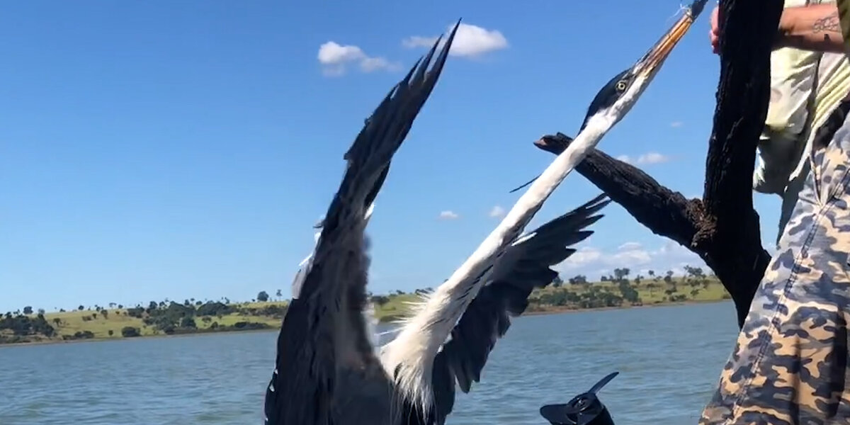 Heron Stuck On To A Tree In The Middle Of Nowhere Gets Rescued By ...