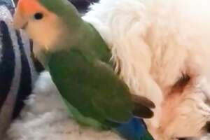 Lovebird Rides His Dog Sister Around The House