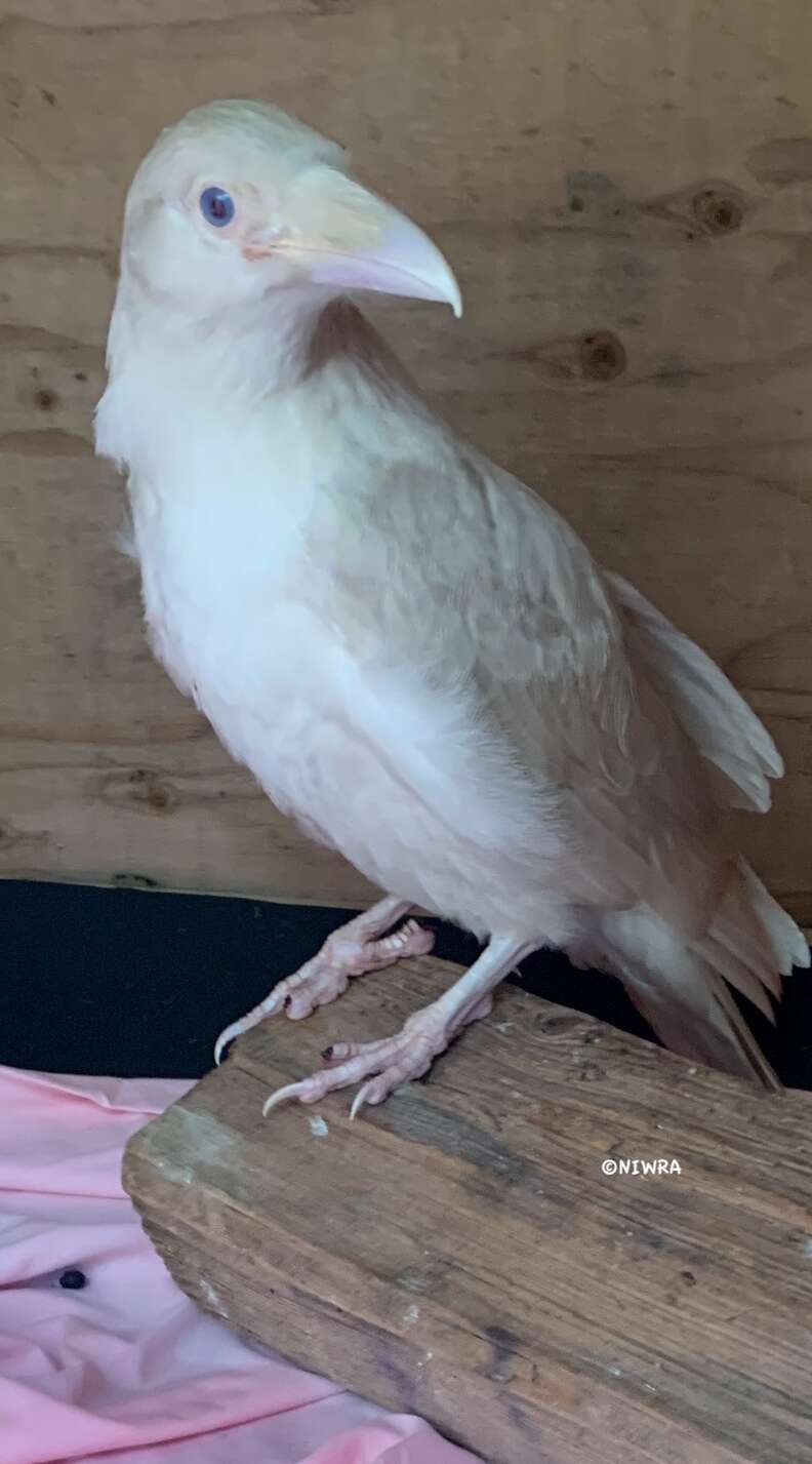 Guy Can't Believe When A 'Sacred' White Raven Shows Up Needing Help - The  Dodo