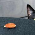 Very 'Scary' Cat Is Obsessed With A Tiny Almond