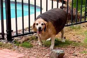 90-Pound Beagle Is A Third His Size Now