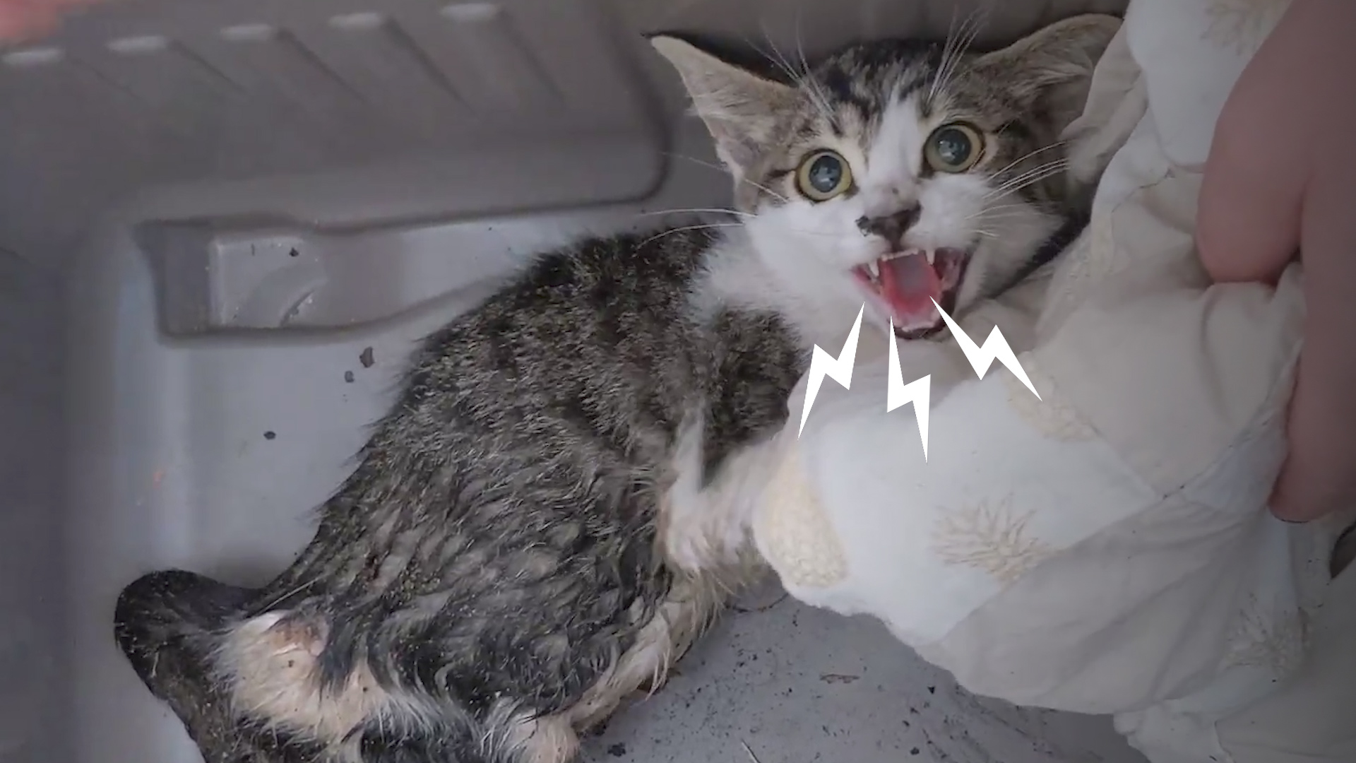 Feral Kitten Carried Around In A Pouch For Weeks Becomes A Purr Machine Videos The Dodo