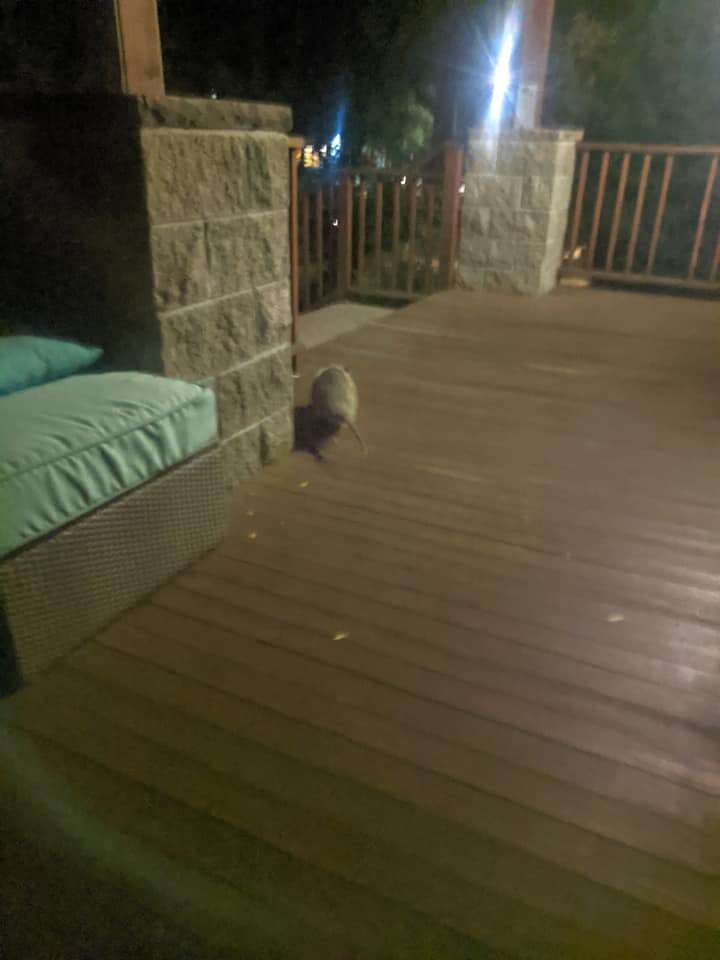 possum running away