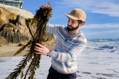 12 tides seaweed kelp ocean seafood eating snacks
