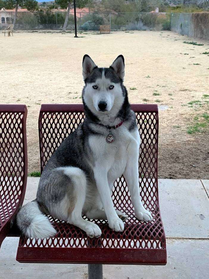 Dog finds cat abandoned in a cooler