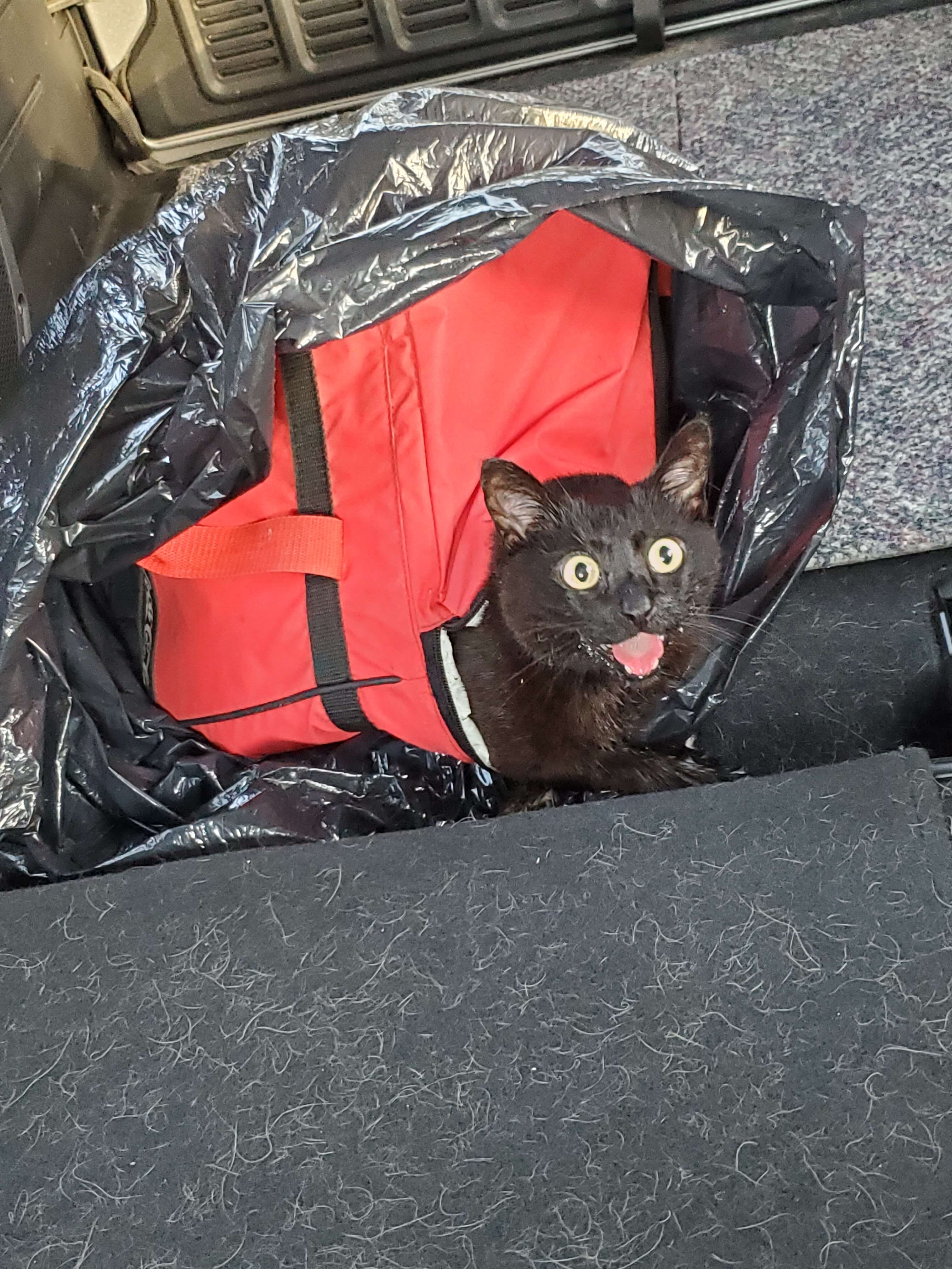 Dog leads owner to cat trapped in a cooler