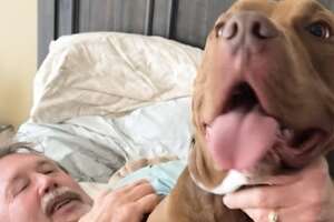 Pittie Goes Wild When He Sees His Grandparents