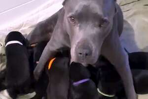 Pregnant Pittie Rescued From Chain Has 13 Puppies