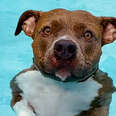 Pittie Must Be In The Pool At All Times