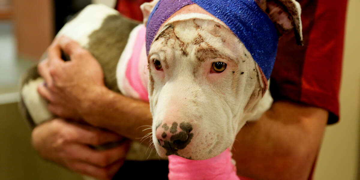 Rescue Pittie Prances Around When She Wears Her Butterfly Costume ...