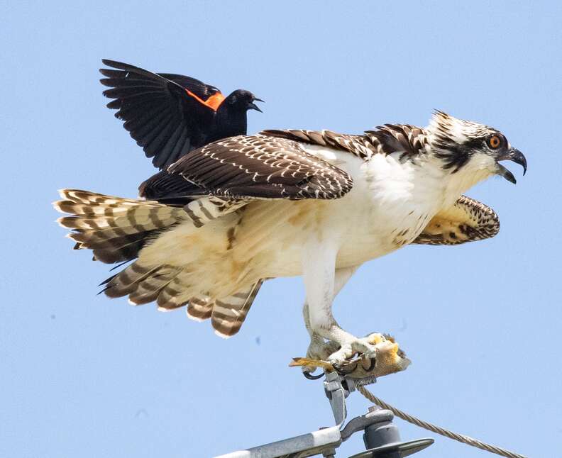 Bossy Little Bird Decides To Go For A Ride On A Very Surprised Osprey ...