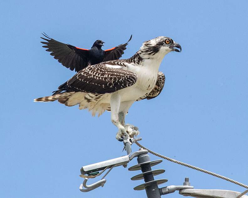 Bossy Little Bird Decides To Go For A Ride On A Very Surprised Osprey ...