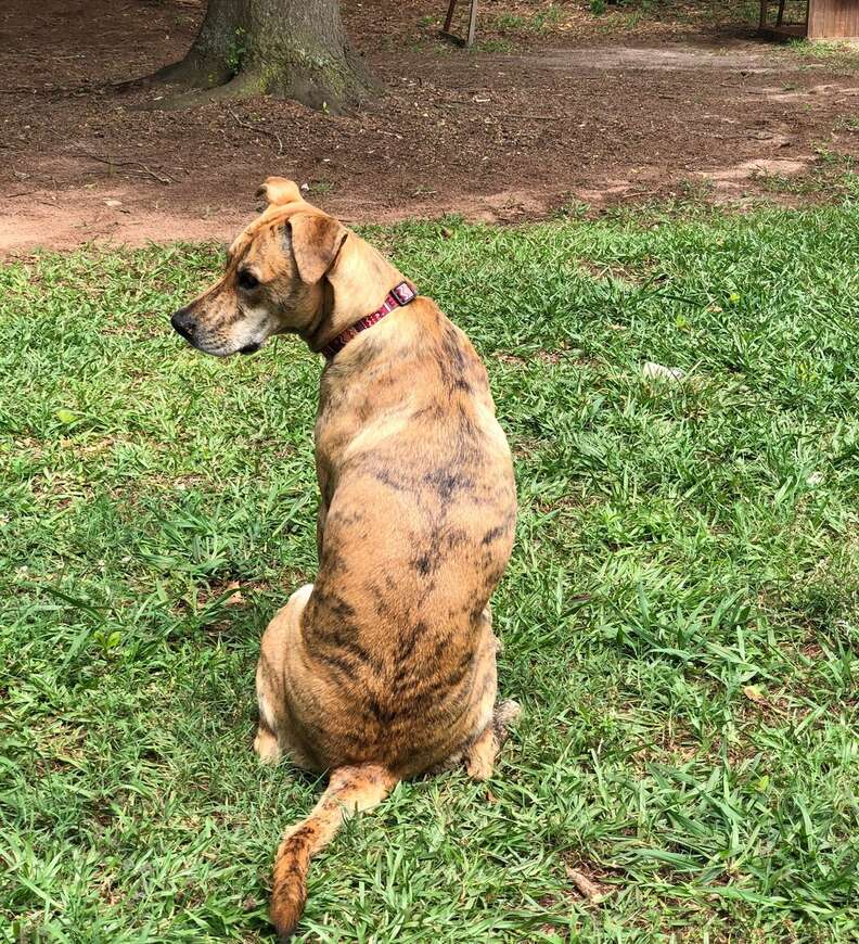 Dog rings doorbell to get back inside