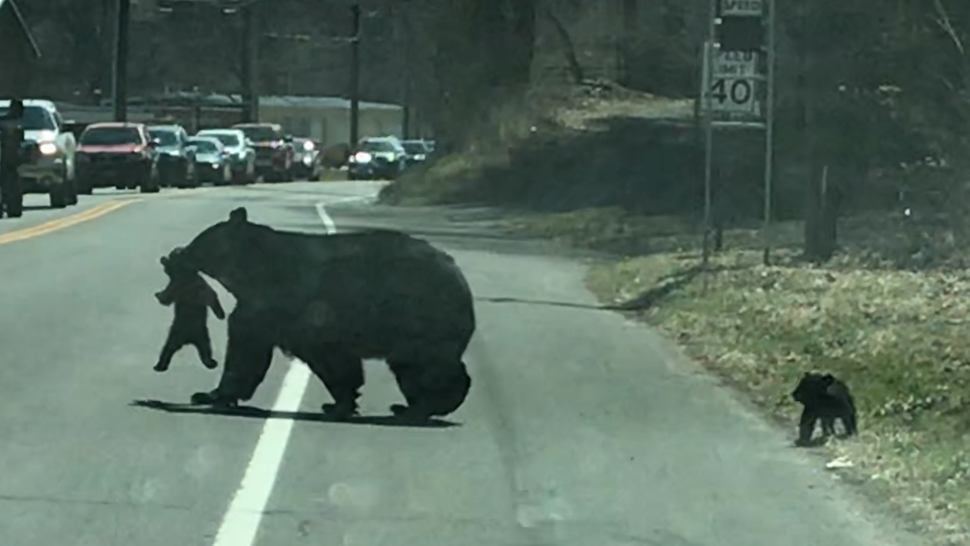 Mama Bear and Cub Moved to the Safety of Texas Sanctuary