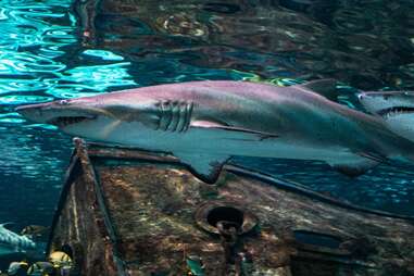 Ripley's Aquarium of the Smokies