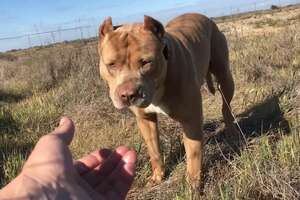 Pittie Spent 5 Months Living Alone At A Truck Stop