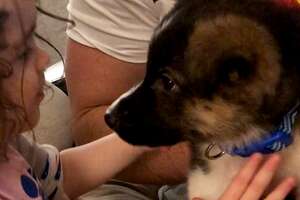 Puppy Grows Up With Little Girl During Quarantine