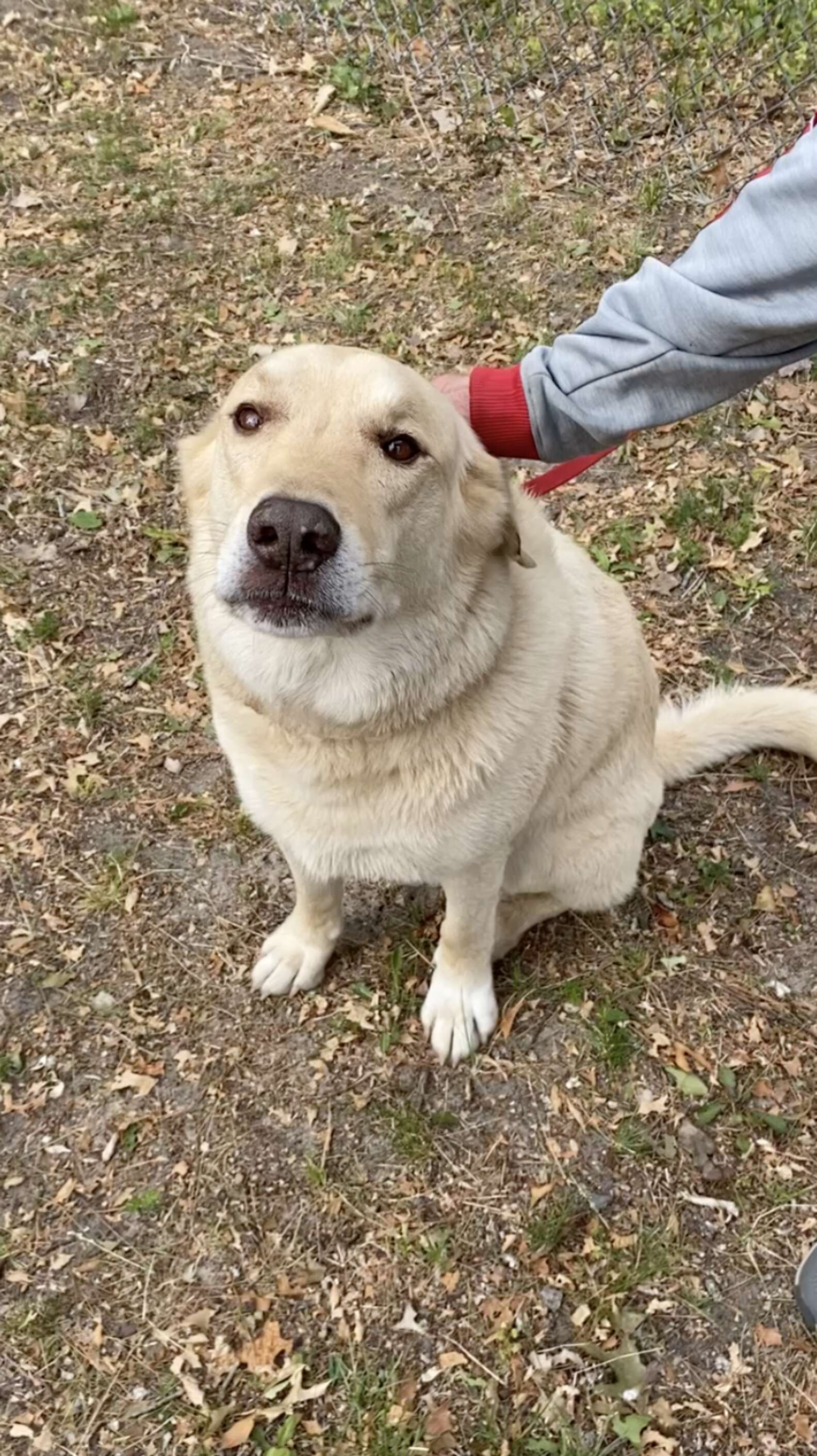 Thunder the lake dog