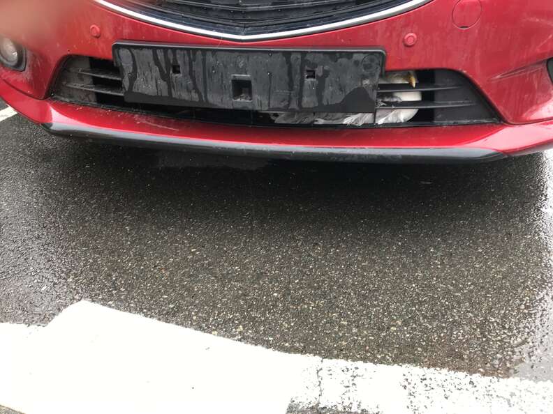 seagull stuck in car