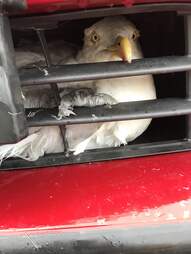seagull stuck in car