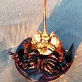 Horseshoe Crab Gets Help And Walks Back To The Ocean