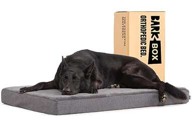 BarkBox Memory Foam Platform Bed
