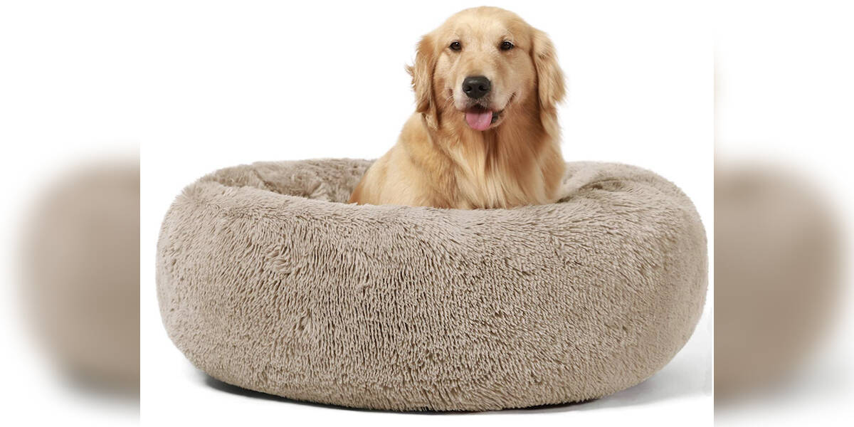 Amazon prime large outlet dog beds