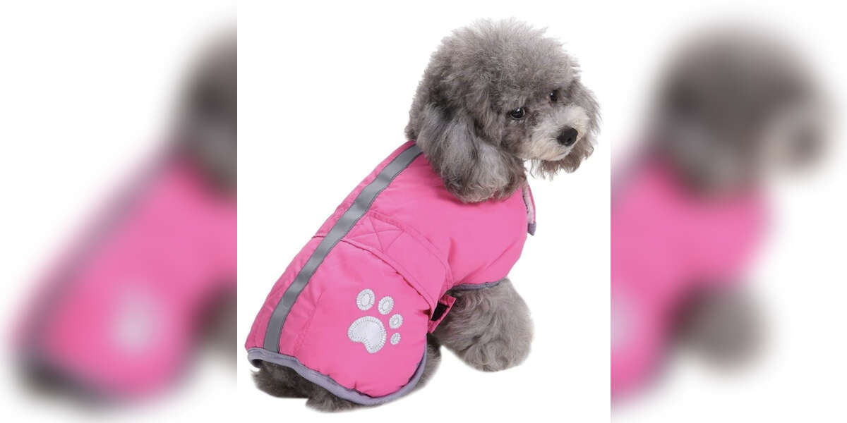 Do Small Dogs Need Coats For Winters In Michigan