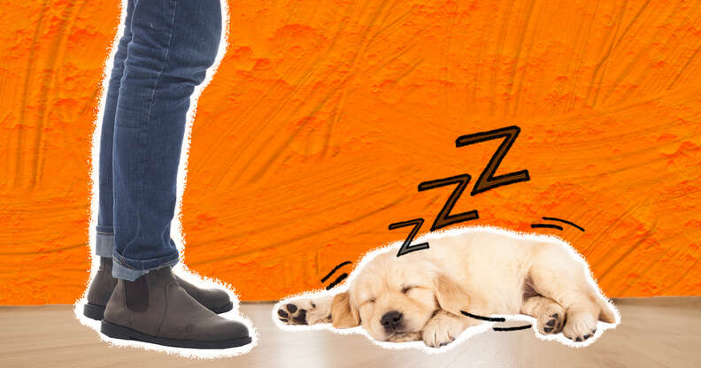 How to make top puppy's first night easier