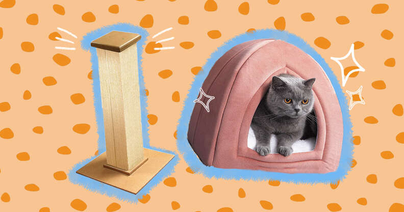 New Kitten Checklist For Bringing Home Your New BFF - DodoWell - The Dodo