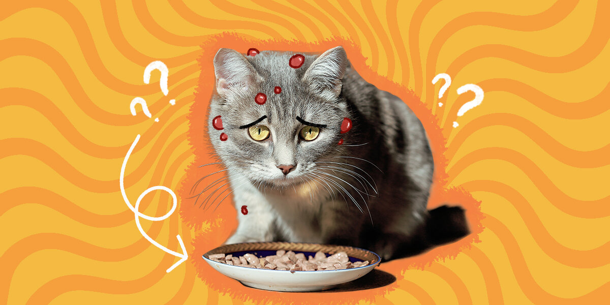 Cat Food Allergies What Cat Parents Should Know DodoWell The Dodo