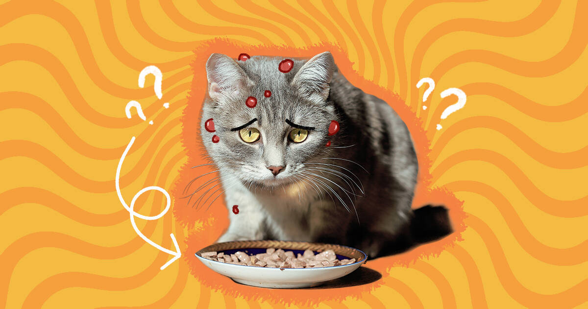 Cat Food Allergies What Cat Parents Should Know DodoWell The Dodo