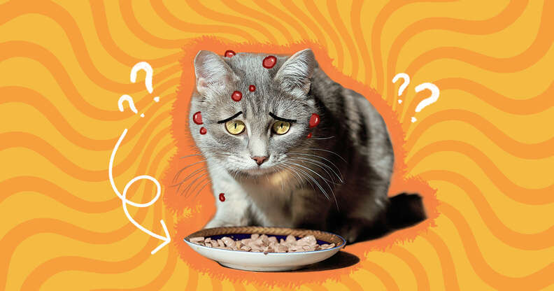 Cat allergic top to chicken
