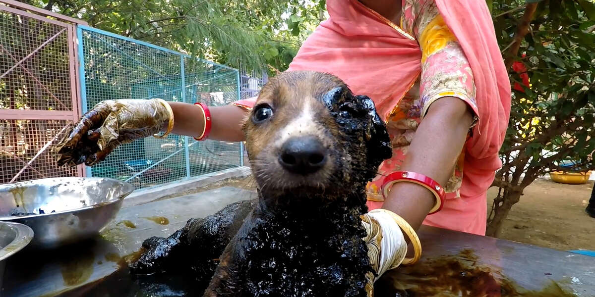 Puppies Stuck In Tar Get A 3Day Bath Videos The Dodo