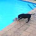 Hero Dog Saves His Tiny Best Friend From Drowning