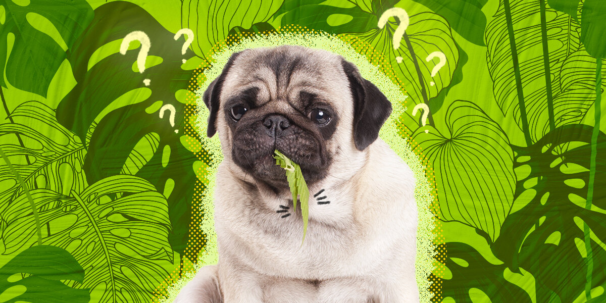 Why Does My Dog Eat My House Plants? DodoWell The Dodo