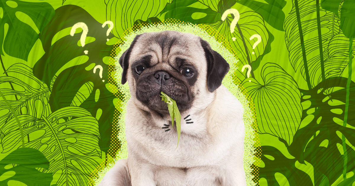 what plants do dogs like to eat