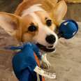 Corgi Can’t Help But Destroying Her Favorite Toy