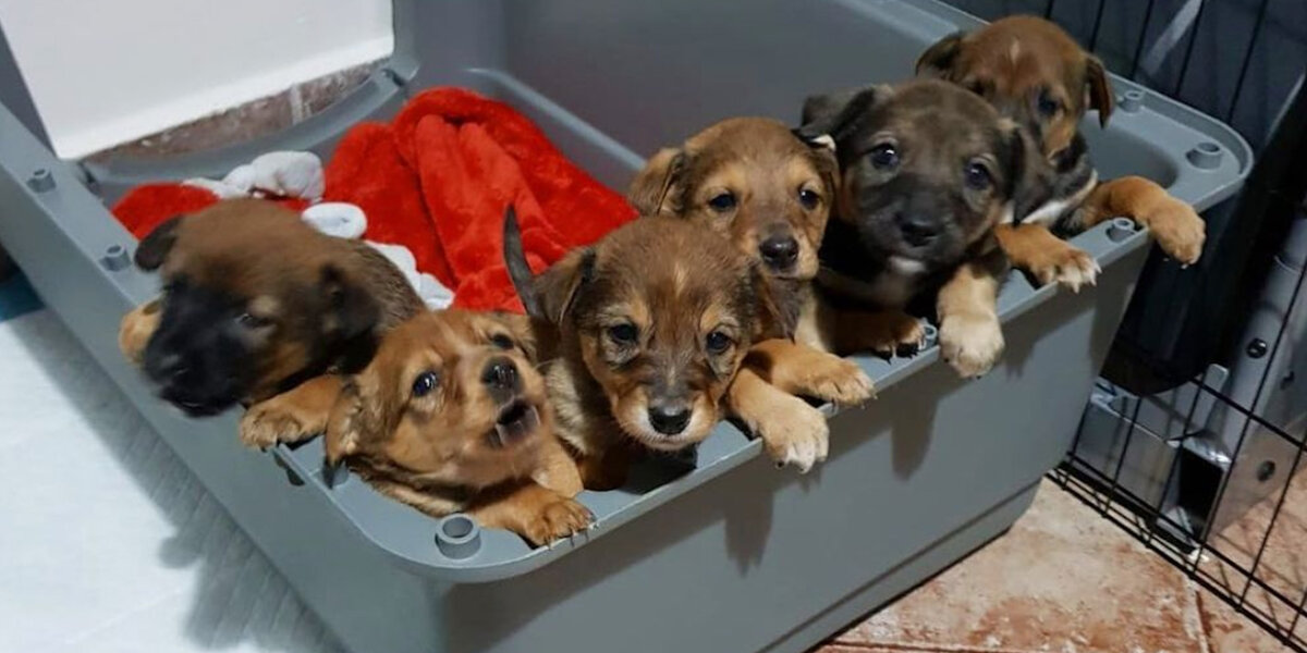 Litter Of Puppies Rescued From A Dumpster - Videos - The Dodo