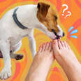 why do dogs lick feet