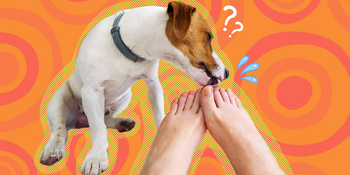 Why Does My Dog Lick My Feet? — American Kennel Club