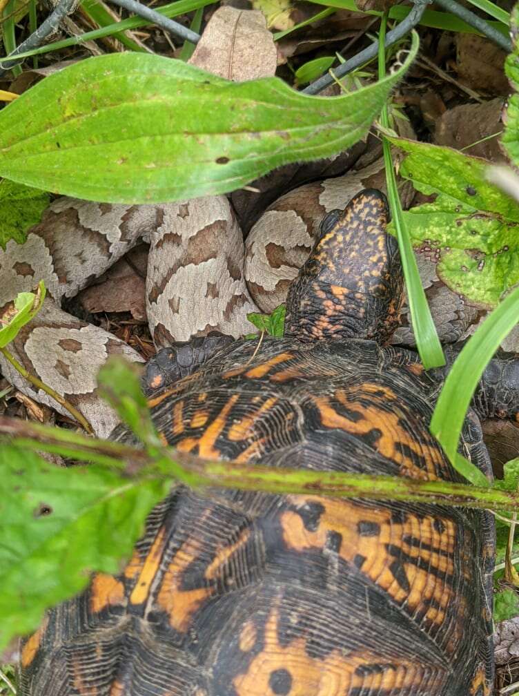 snake and turtle