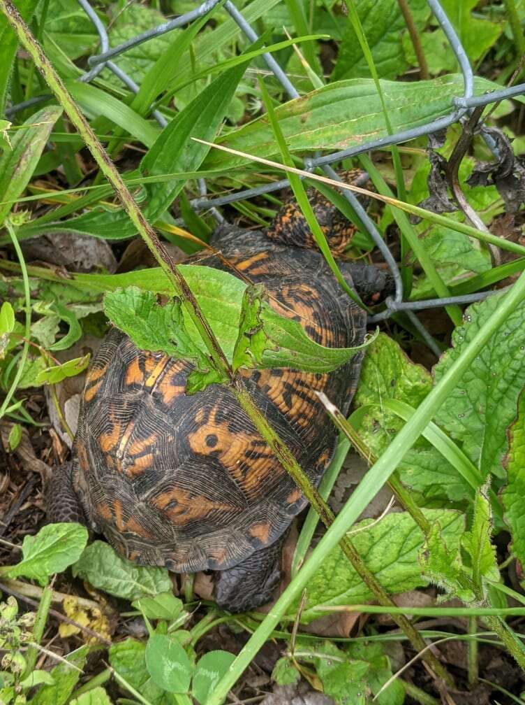 turtle and snake